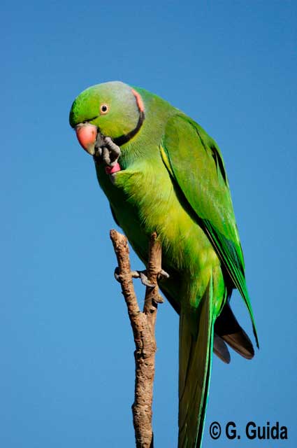 Male Echo Parakeet